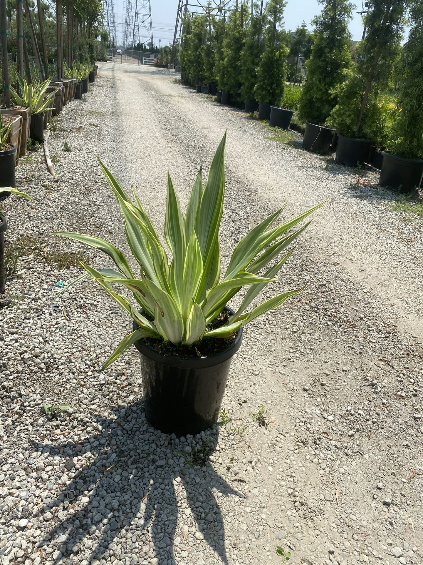 furcraea Foetida False Agave Variegated