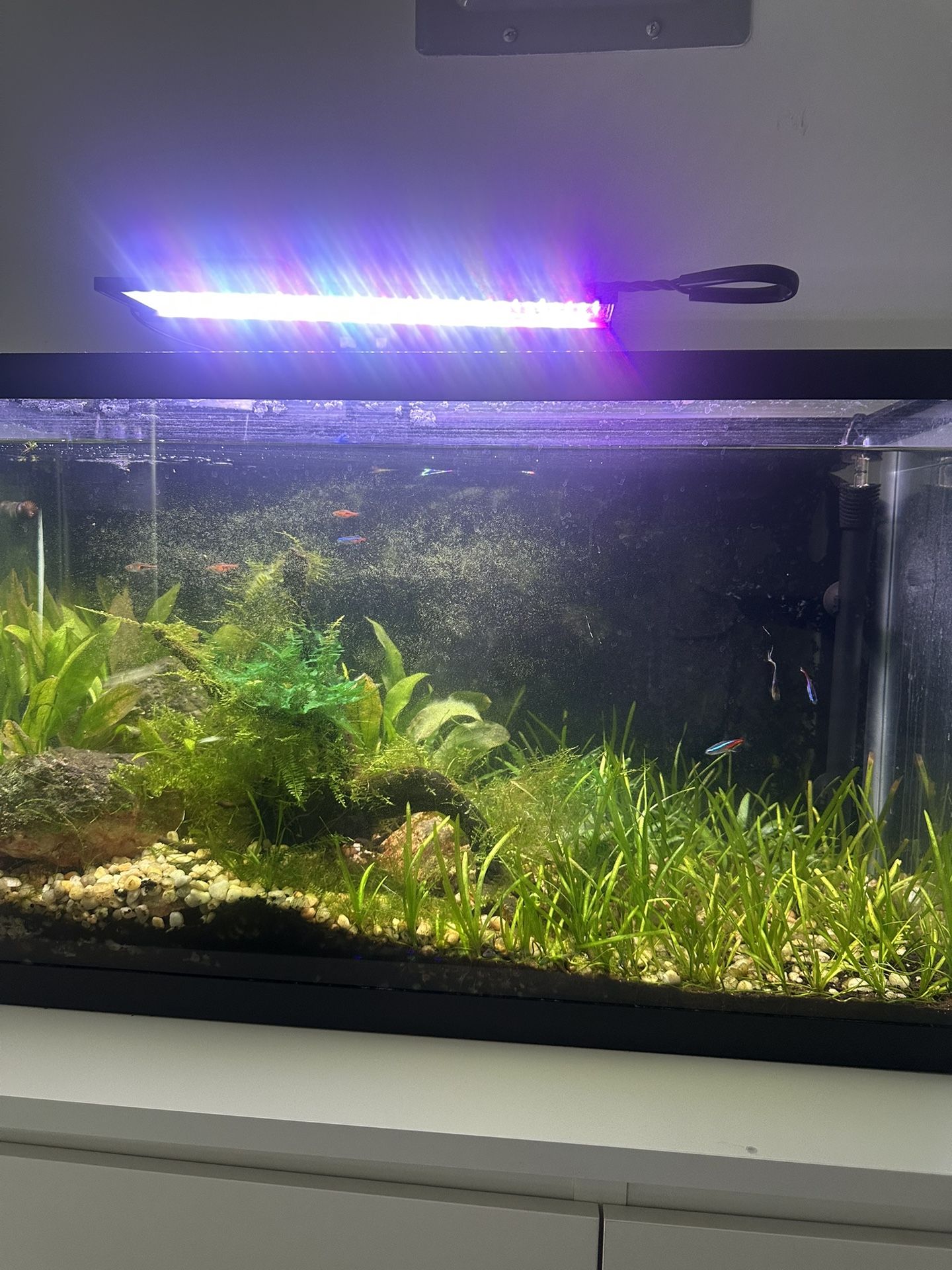 Fish Tanks 30 Gallon and 10 Gallon