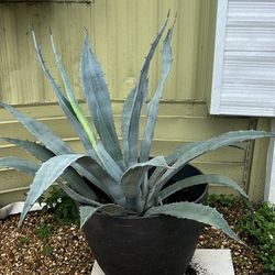 Large Outdoor Plant