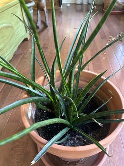Fernwood snake plant  in Terra Cotta Pot
