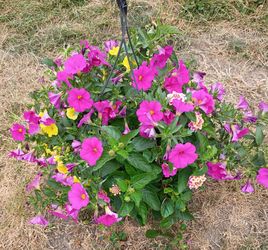 Hanging baskets