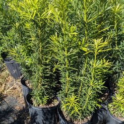 Podocarpus 3 Feet  Tall Instant Privacy Hedge Full Green Fertilize Wide Ready For Planting Same Day Transportation