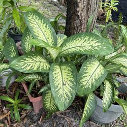 Indoor And Outdoor Plants 