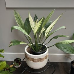 Variegated Spathiphyllum Peace Lily - 8” Pot