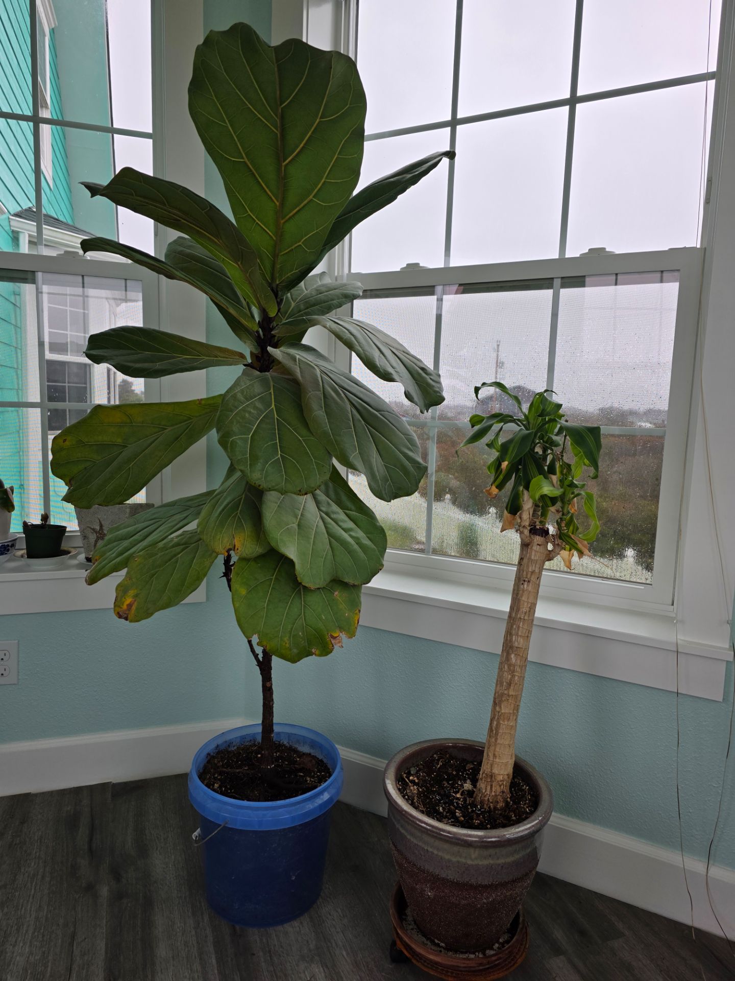 Two houseplants