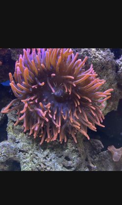 Red Bubble tip Anemone