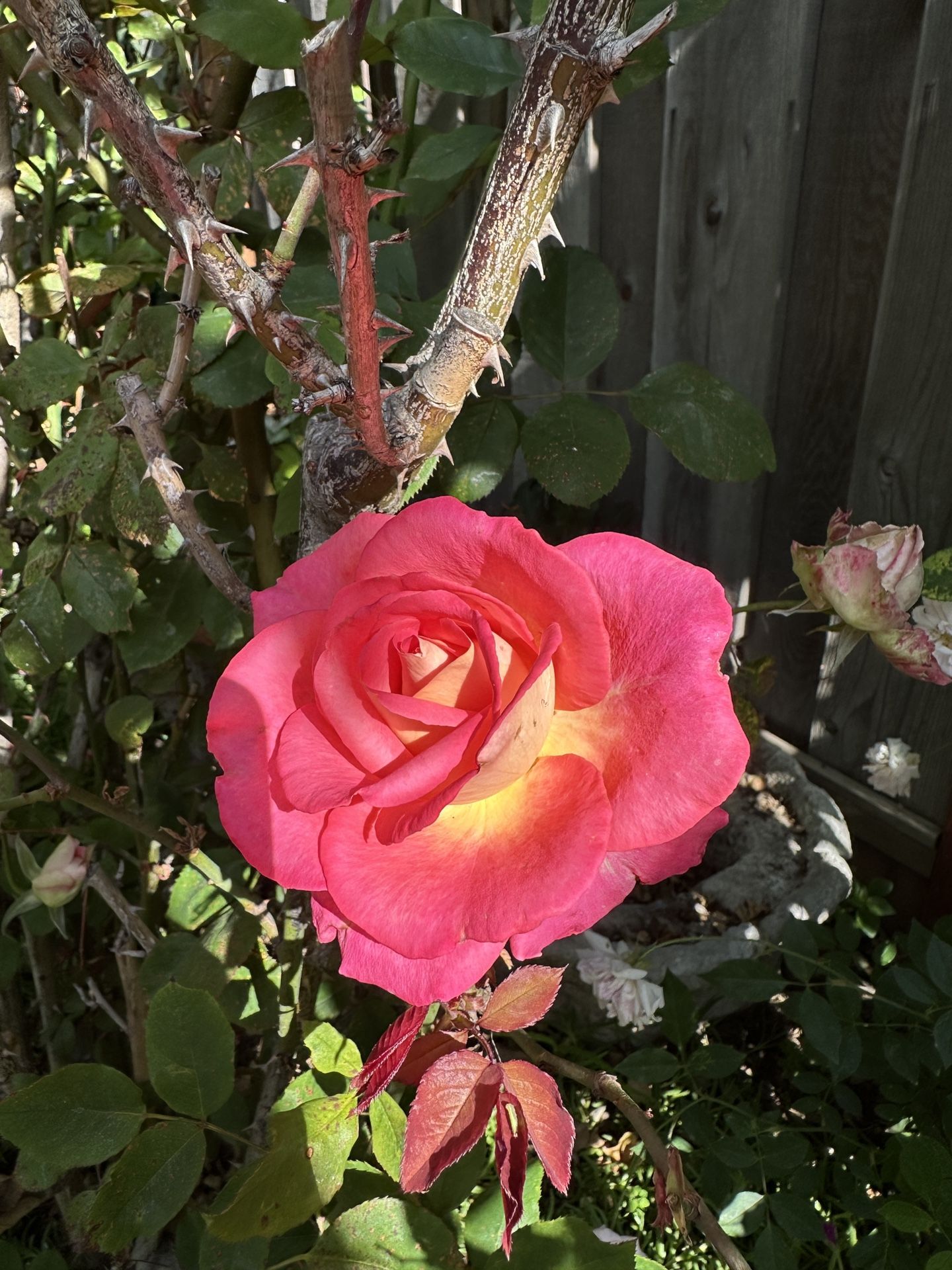 Beautiful Rose Plants