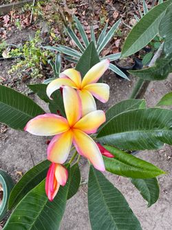 Plumeria plant