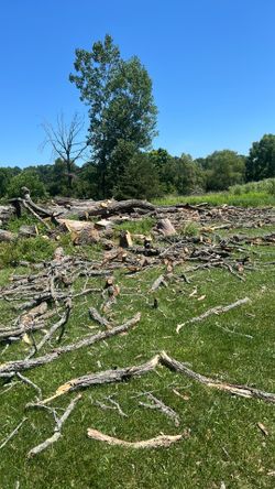 Free firewood