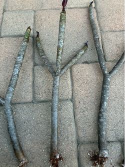 Hilo Rooted Plumeria Cuttings- Please Read Description
