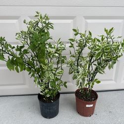 Eurphoria Tithymaloides - Devils Backbone