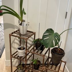 Plants , Plant Stand Bundle , Big Lot 