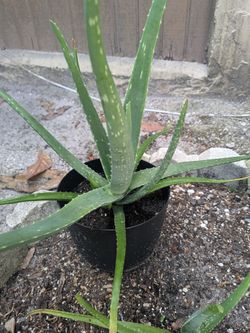 Aloe vera plant with little ones, good for burnes, rashes, hair conditioner, etc.