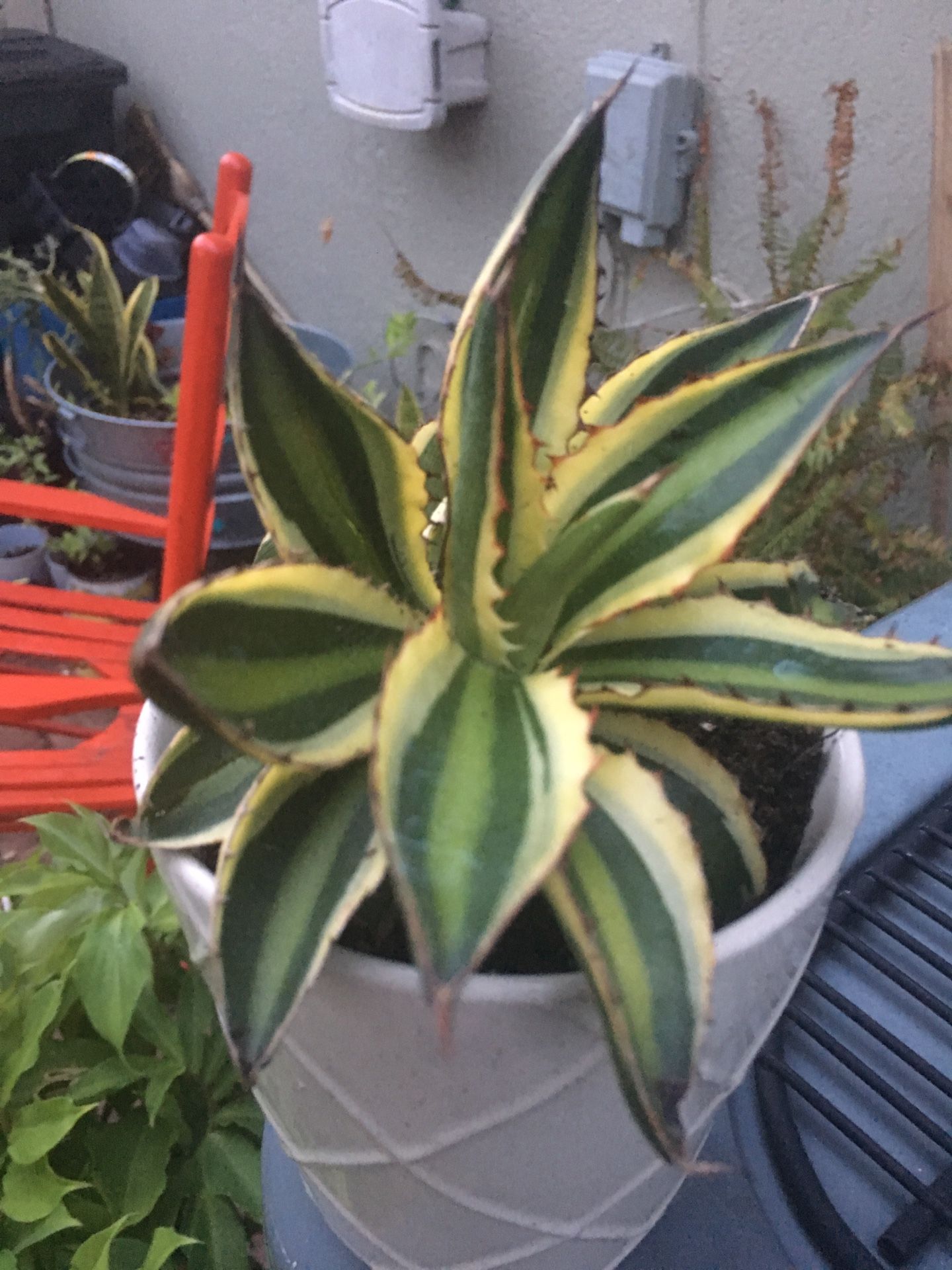 Quadricolor Agave