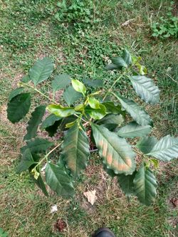 Flowering Coffee Plants
