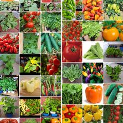 Organic vegetables plants also flowers for sale May 29th 9am-6pm And may 30 From9am-5pm 163 River City Blvd 63125