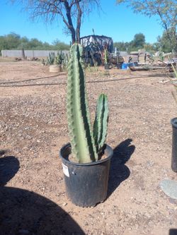 Cactus