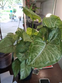 Syngonium