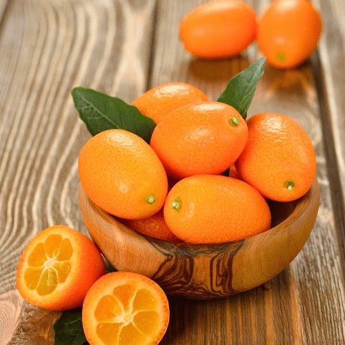 Grafted Dwarf Kumquat Trees 😃😃🌿🌿🌿🍊🍊🍊