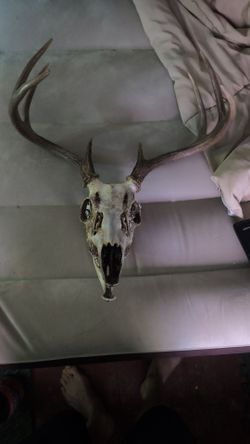 2 deer skulls