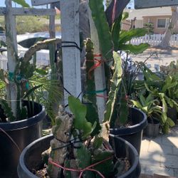 Dragon Fruit 55$ Plant 