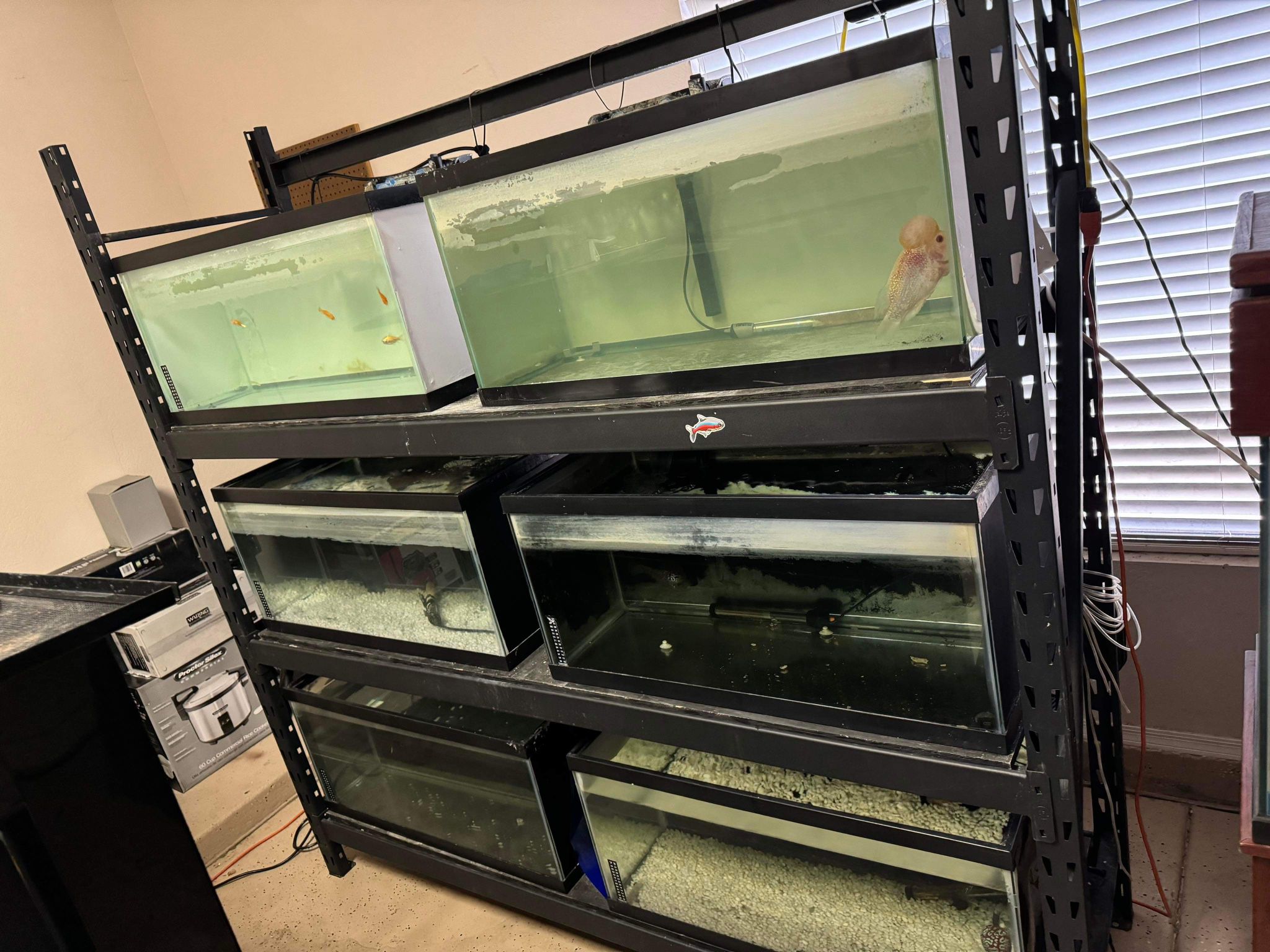 Fish Tank | Aquarium | Terrarium Breeding Rack!!