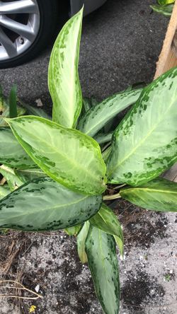 Plants