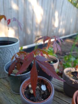 Japanesse Maple (Acer Palmatum) Baby Trees.
