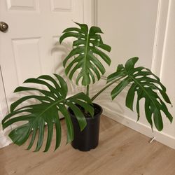 Monstera deliciosa Plant