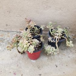 Ghost Plant, Mother-of-Pearl, Graptopetalum, 1 Gallon