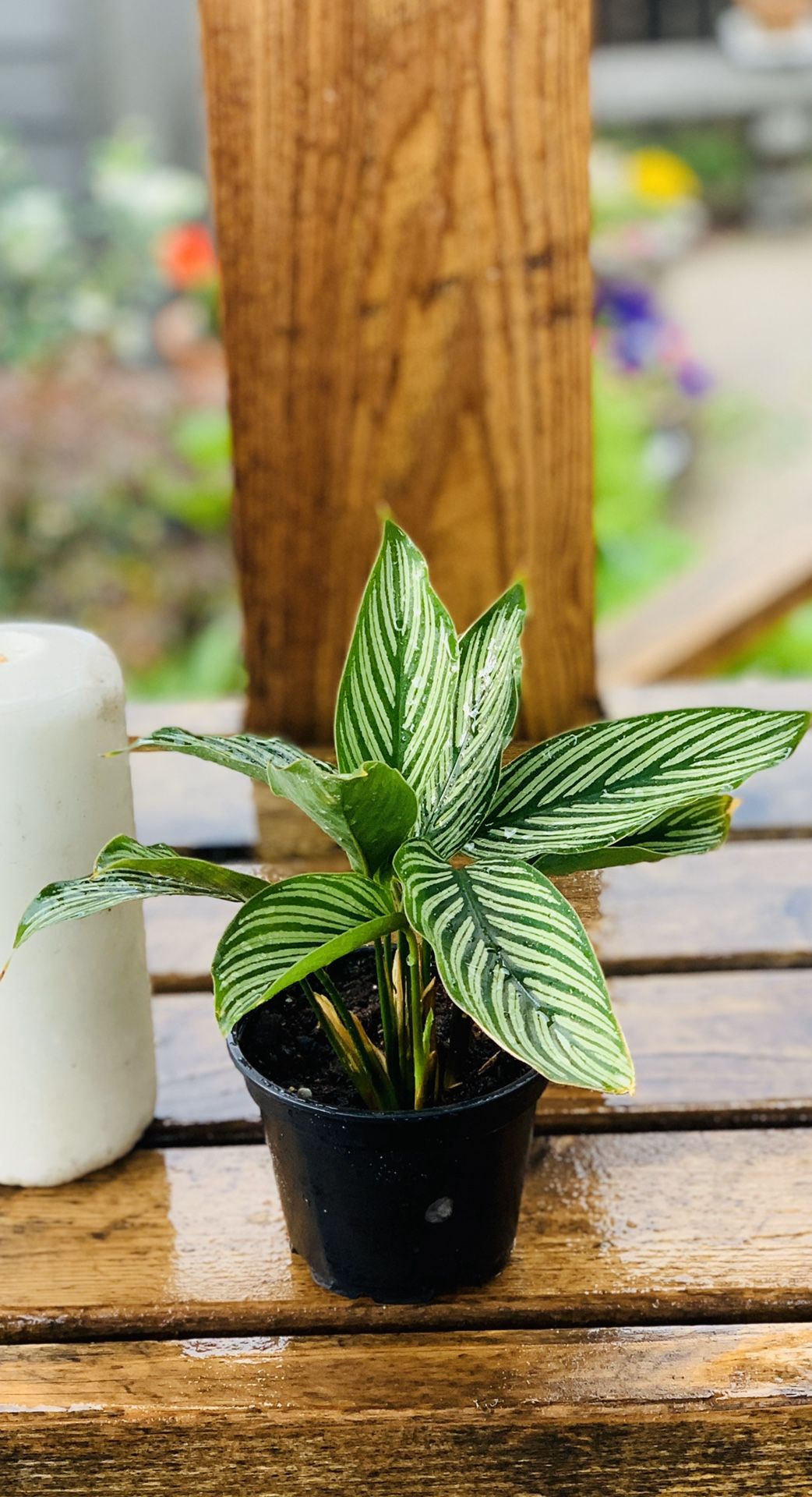 Live indoor Calathea Vitatta plant in a plastic nursery pot—firm price