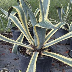 Americano Agave - 7gl