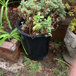 Jade Plant