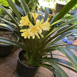 Indoor Clivia miniata - Yellow Blooms