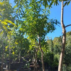 Large Mango Trees $575🥭