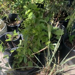 Jelly Leaf Plant 40$.   Lá Sương Sâm
