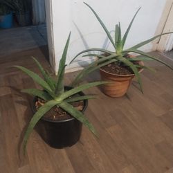 Large Aloe Vera Plants