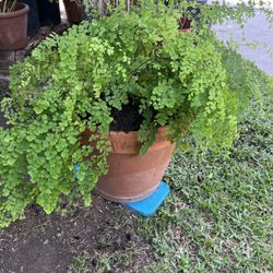 Helecho Culantrillo (Adiantum), Plant With Terracota Pot