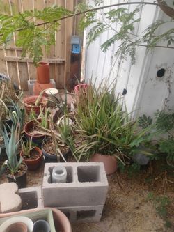 aloe vera and century cacti