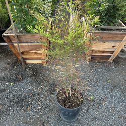 Nandina Domestica Bush
