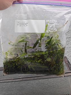 Aquarium plant: Jungle Val.