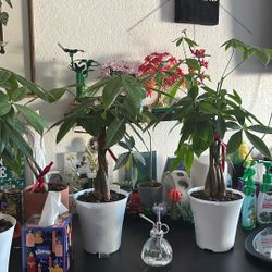 Money Tree Pachira Aquatica Plants 