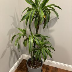 Healthy Large Plant with Pot 