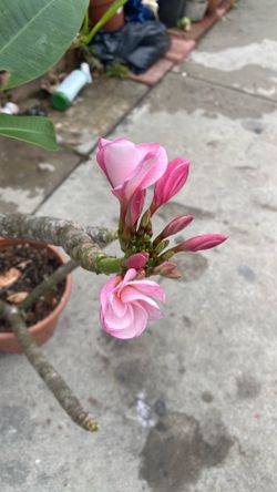 Plumeria