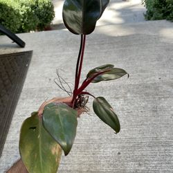 philodendron pink princess reverted