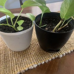 Two indoor plants!    Please 