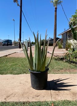 Aloe Vera Plant