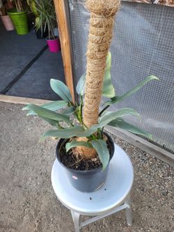Silver Sword philodendron 10" Nursery Pot