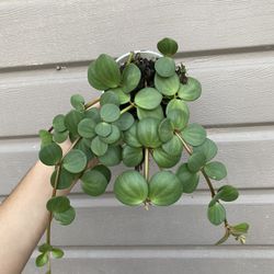 4” Peperomia Hope