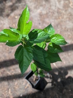 Mulberry tree